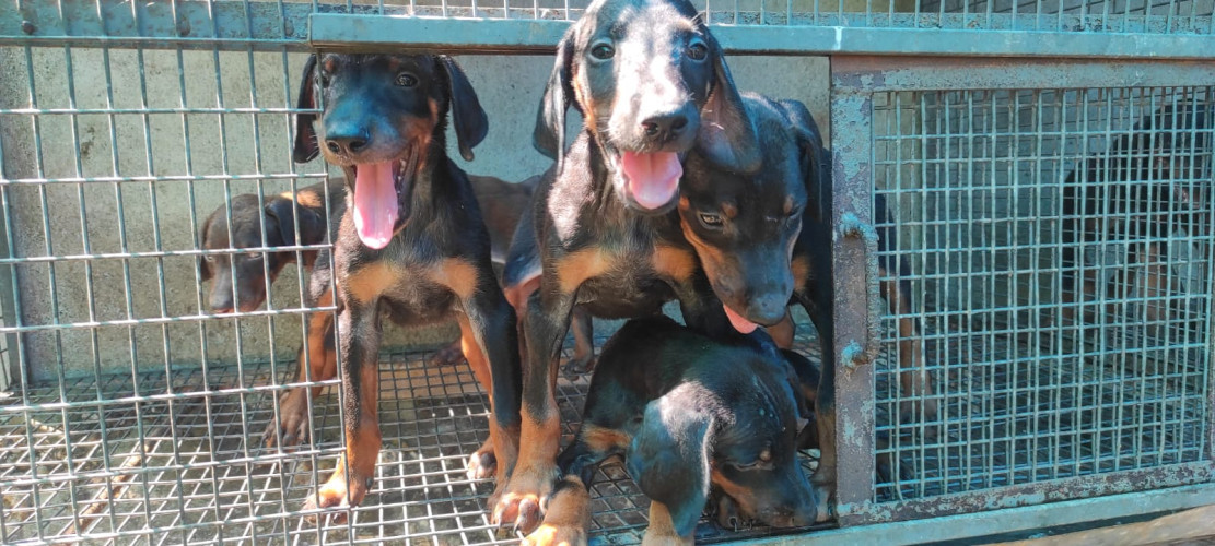 Doberman
